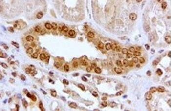 Goat anti-AHR Antibody