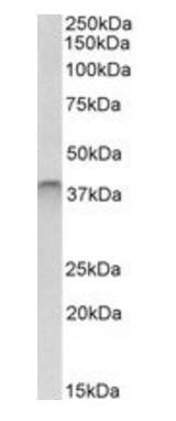 Goat anti-SPO11 Antibody