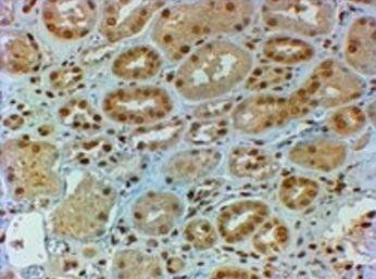 Goat anti-DMRT2 Antibody