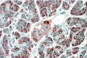 Goat anti-PEBP4 Antibody