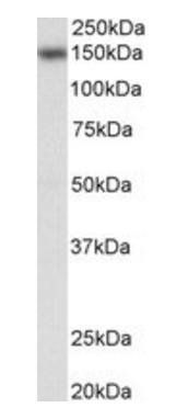 Goat anti-NFATC3 / NFAT4 Antibody