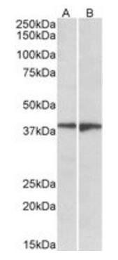 Goat anti-EDG8 / SPPR1 Antibody