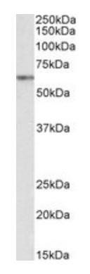 Goat anti-VRK2 Antibody