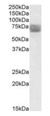 Goat anti-CLN2 / TPP1 Antibody