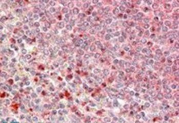 Goat anti-UBR4 / ZUBR1 Antibody