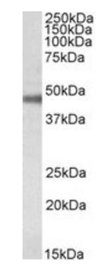 Goat anti-ATP1B1 Antibody