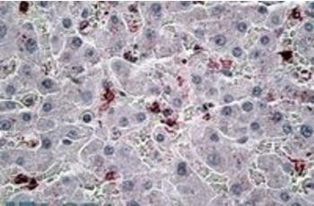 Goat anti-CCL20 Antibody
