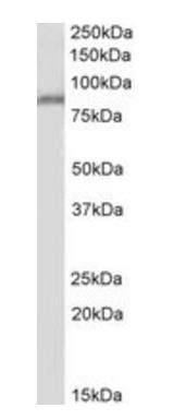 Goat anti-PPIG Antibody