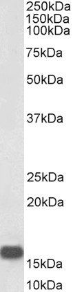 NRGN antibody