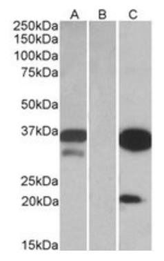 Goat anti-DAPP1 / BAM32 Antibody
