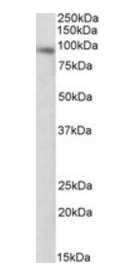 Goat anti-DTX3 Antibody