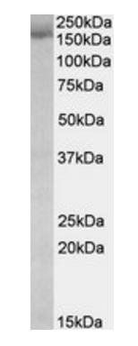 Goat anti-Stromal antigen 2 / STAG2 Antibody