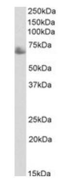 Goat anti-TERF1 / TRF1 Antibody