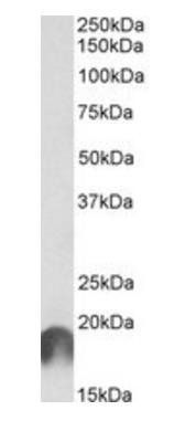 ANAPC11 antibody