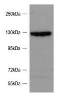 Goat anti-SRGAP2 Antibody
