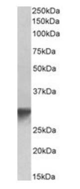 Goat anti-GOLPH3 Antibody