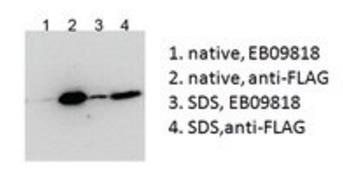 Goat anti-BICC1 (aa223-234) Antibody