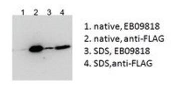 BICC1 antibody