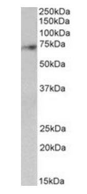 Goat anti-SYVN1 Antibody