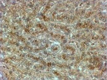 Goat anti-SYVN1 Antibody