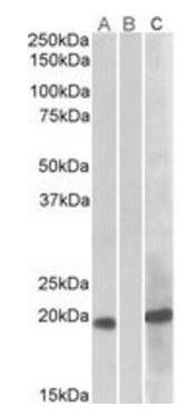 Goat anti-HOXA1 Antibody