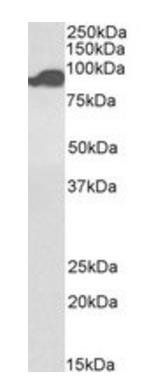 Goat anti-Aconitase 2, Biotinlyated Antibody