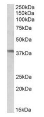 Goat anti-AIM2 Antibody