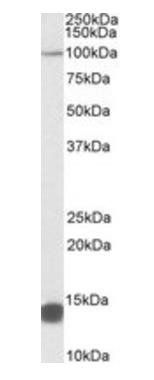 Goat anti-TRIM71 (aa409-419) Antibody