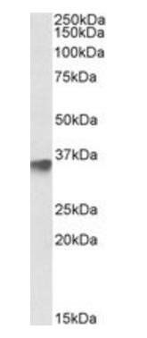 Goat anti-FBXO4 Antibody
