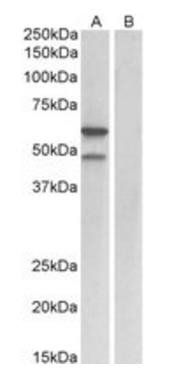 Goat anti-E2F3 (mouse) Antibody