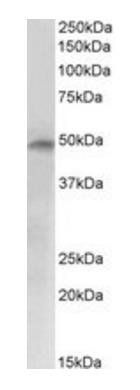 Goat anti-E2F4 Antibody