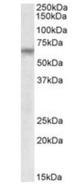 Goat anti-TTC8 Antibody