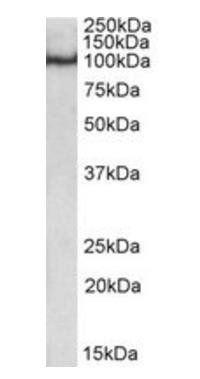 Goat anti-POU2F1 / OCT1 Antibody