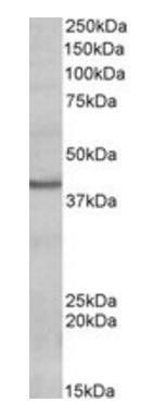 Goat anti-POU4F3 Antibody