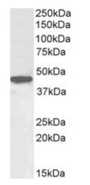 Goat anti-OCT4 / POU5F1 (mouse) Antibody
