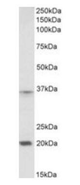 Goat anti-HOXA9 (aa49-60) Antibody