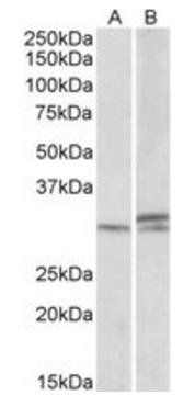 Goat anti-HOXA9 (aa37-50) Antibody