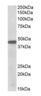 Goat anti-PBX1 Antibody
