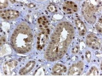 Goat anti-HIF3A Antibody