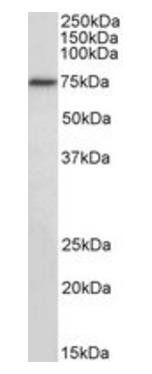 Goat anti-RFX5 Antibody