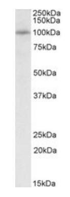 Goat anti-PEX6 Antibody