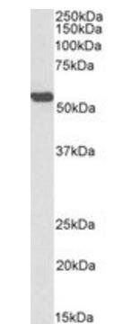 Goat anti-ALDH2, Biotinylated Antibody