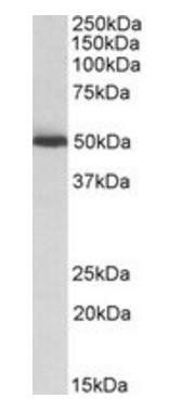 Goat anti-ALDH2 Antibody