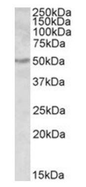 Goat anti-ALDH9A1 Antibody
