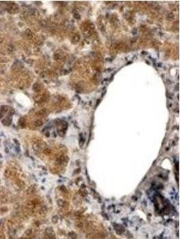 Goat anti-ALDH3A2 Antibody
