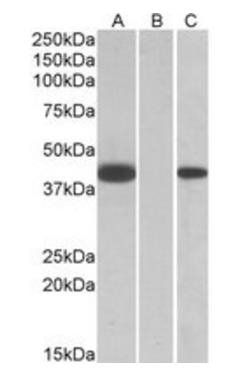Goat anti-FANCF (aa217-228) Antibody