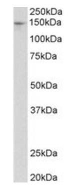 Goat anti-Pex1 (mouse) Antibody