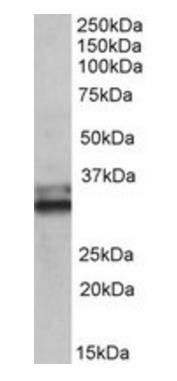 Goat anti-ETFA (aa139-152) Antibody