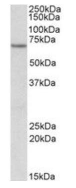 Goat anti-ETFDH Antibody