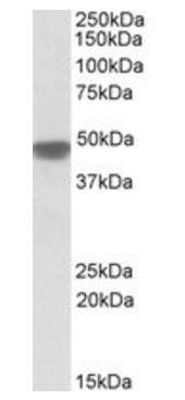 Goat anti-NDUFS2 Antibody